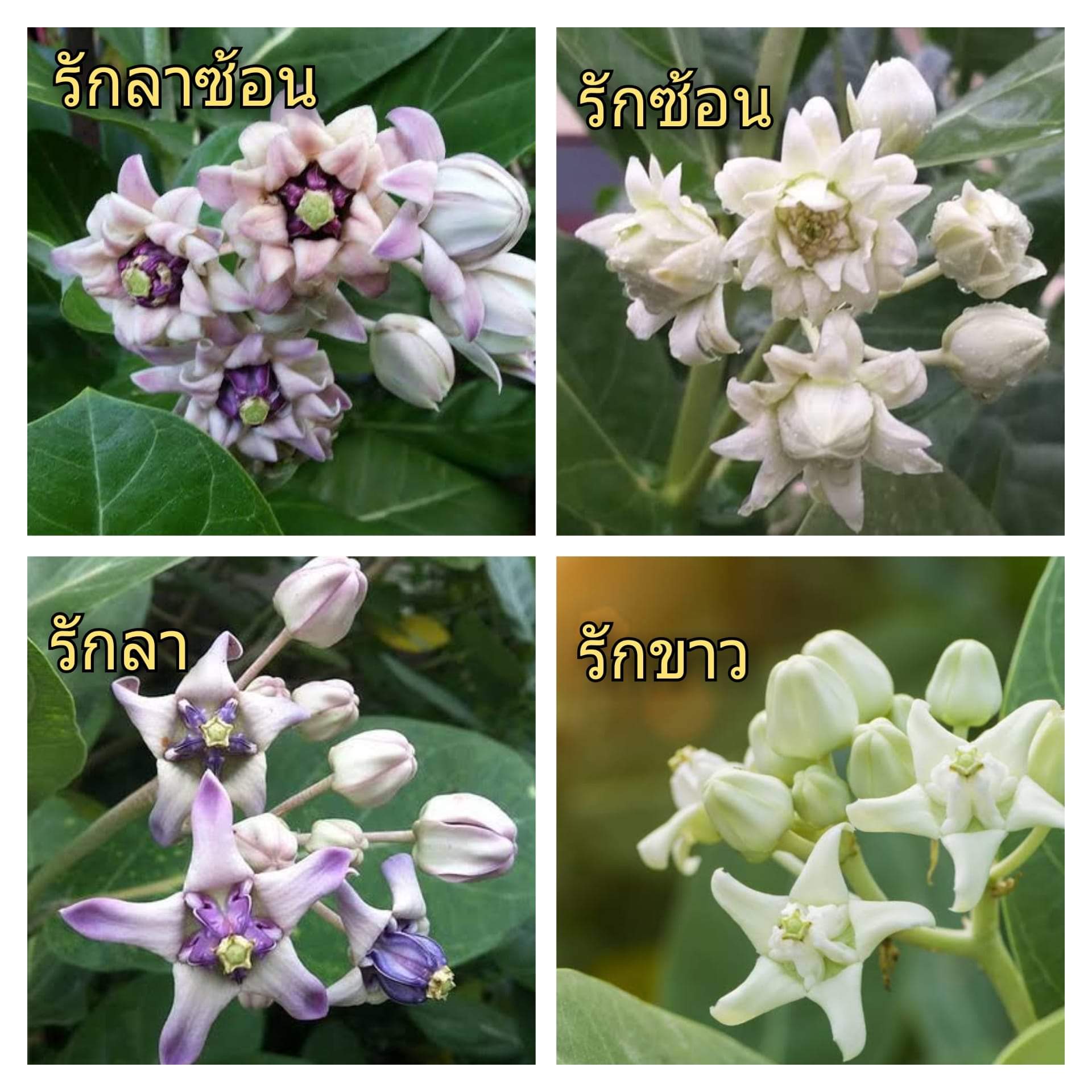 ดอกรัก - มติรัฐออนไลน์